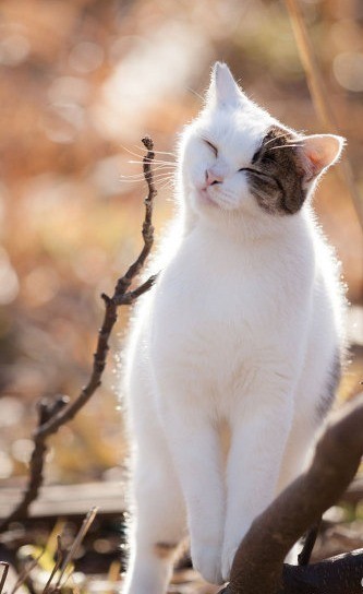 可爱猫咪图片图片