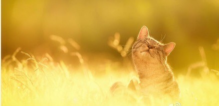 可爱猫咪图片图片