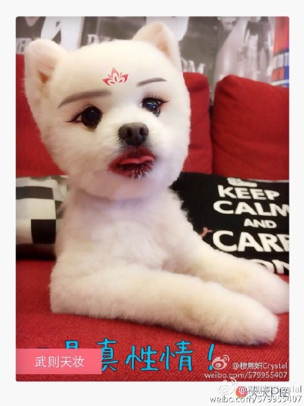 高清萌宠小狗狗摄影高清手机壁纸图片