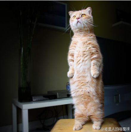 企鹅图片