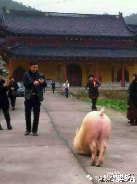 猪图片图片