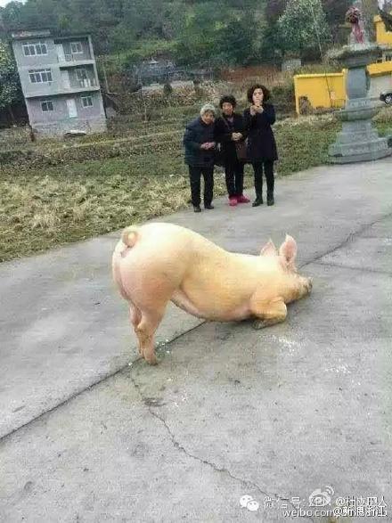 猪图片图片