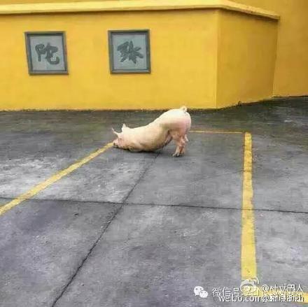 猪图片图片
