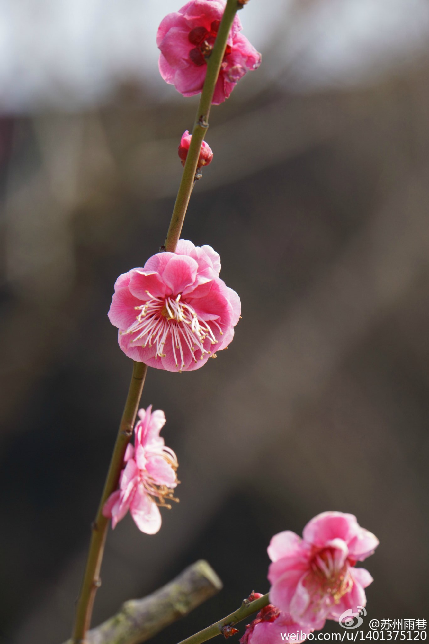 阳春三月绽放的梅花 高清梅花摄影图片欣赏图片