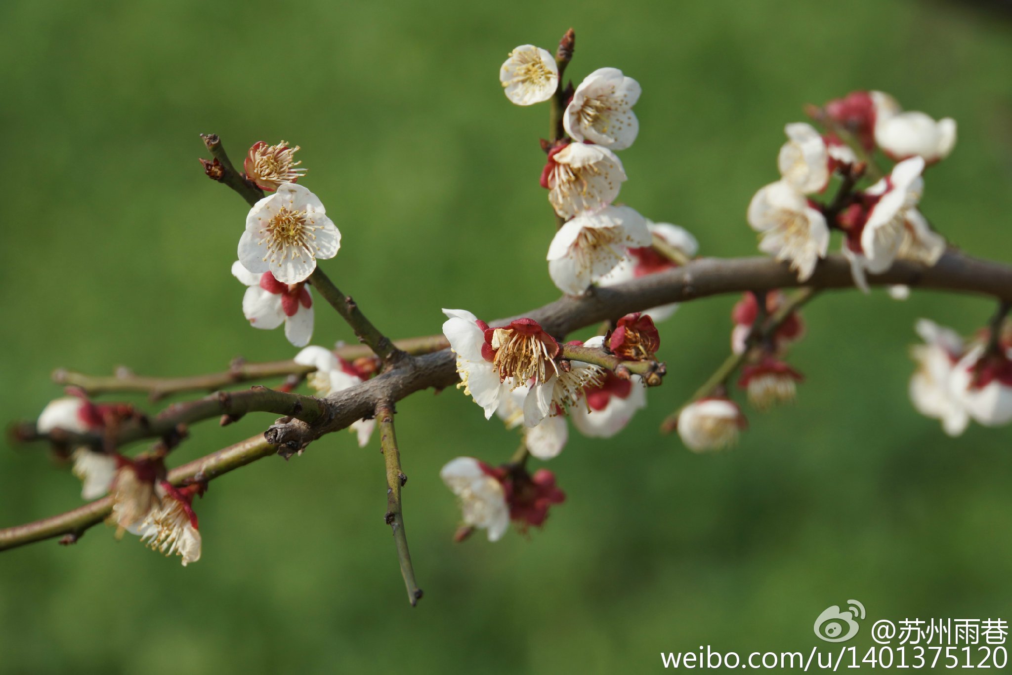梅花图片