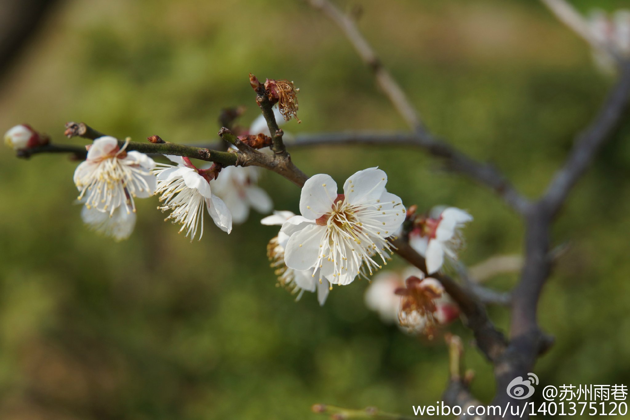 梅花图片