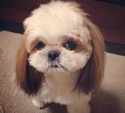 高清蝴蝶犬图片之可爱的小狗十二生肖狗图片图片