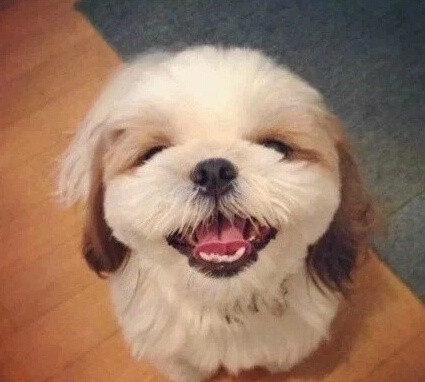 高清蝴蝶犬图片之可爱的小狗十二生肖狗图片图片