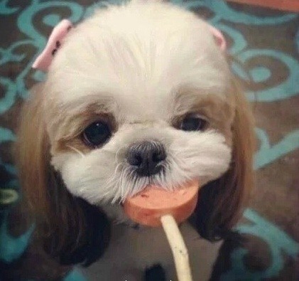 高清蝴蝶犬图片之可爱的小狗十二生肖狗图片图片