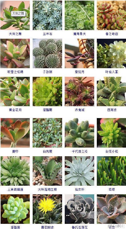 多肉植物图鉴 700种多肉植物图鉴 所有易养净化空气的多肉植物总汇图片大全图片