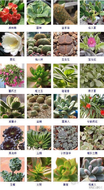 多肉植物图片