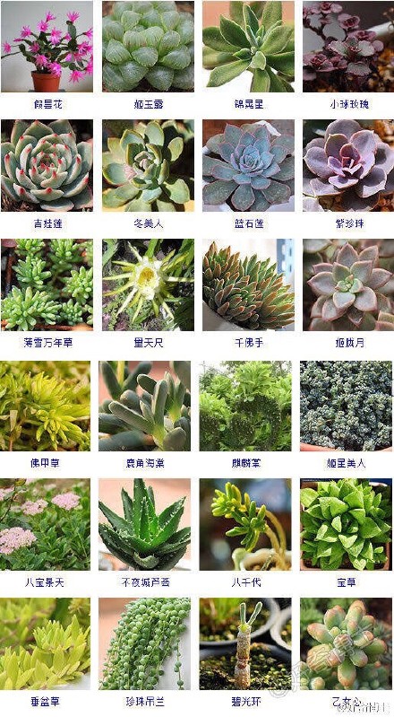 多肉植物图片