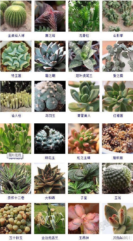 多肉植物图片