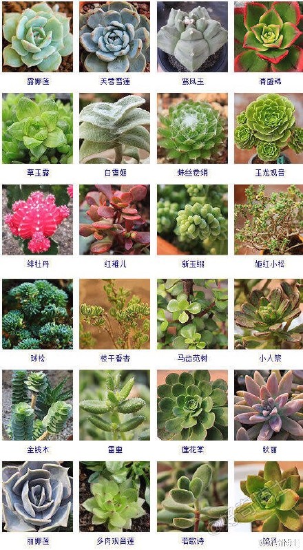 多肉植物图片
