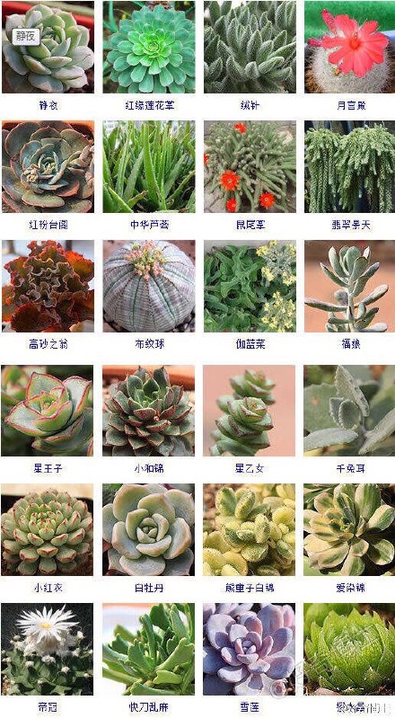 多肉植物图片