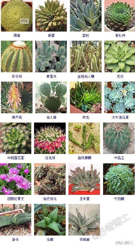 多肉植物图片