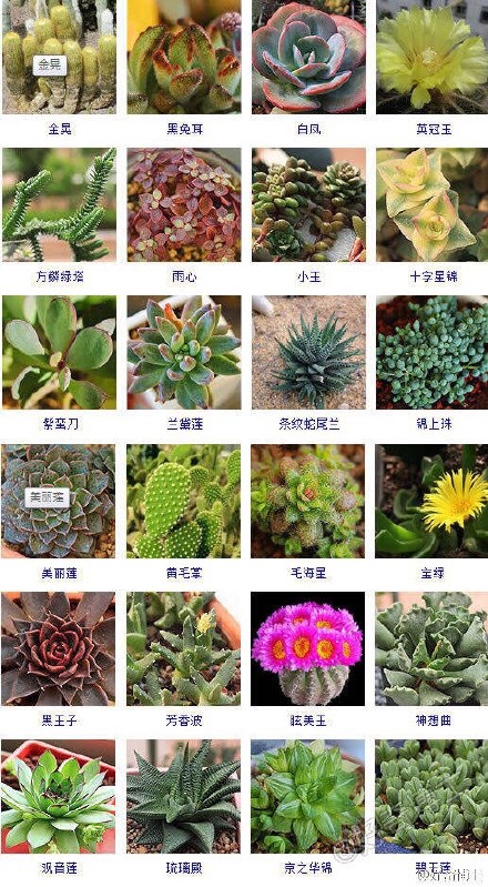 多肉植物图片