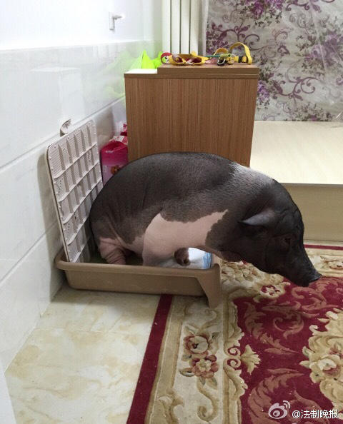 精致的猪猪女孩带字搞笑图片图片