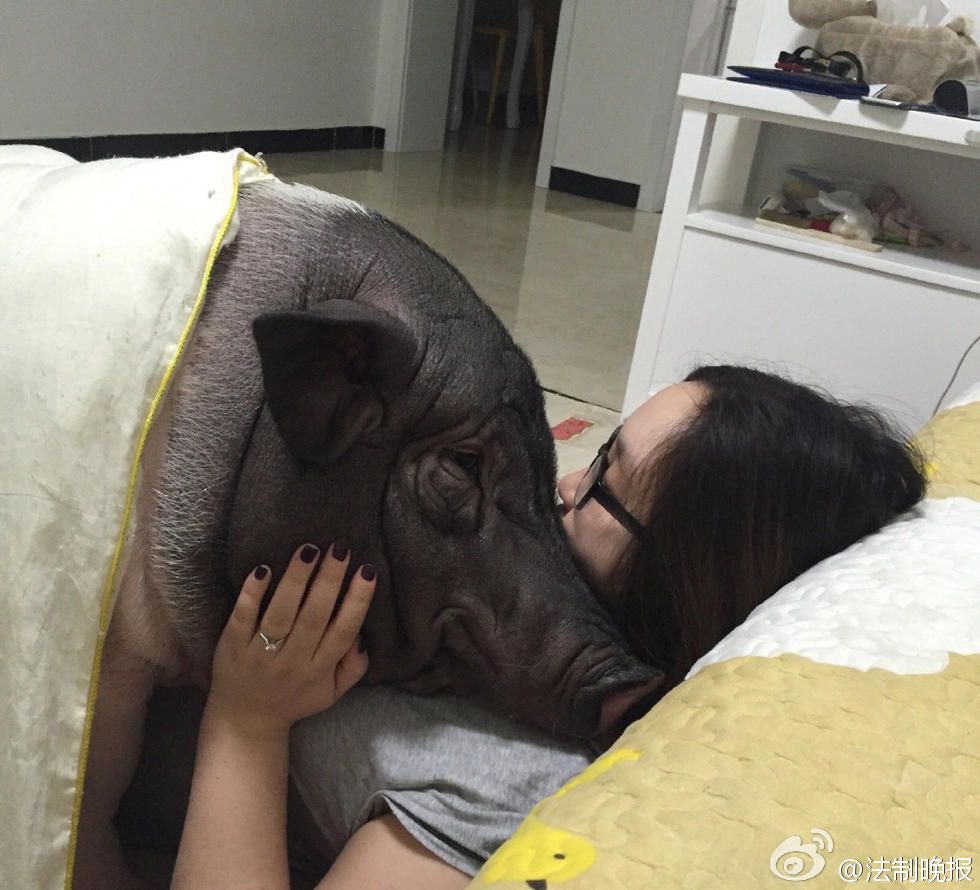 猪图片图片