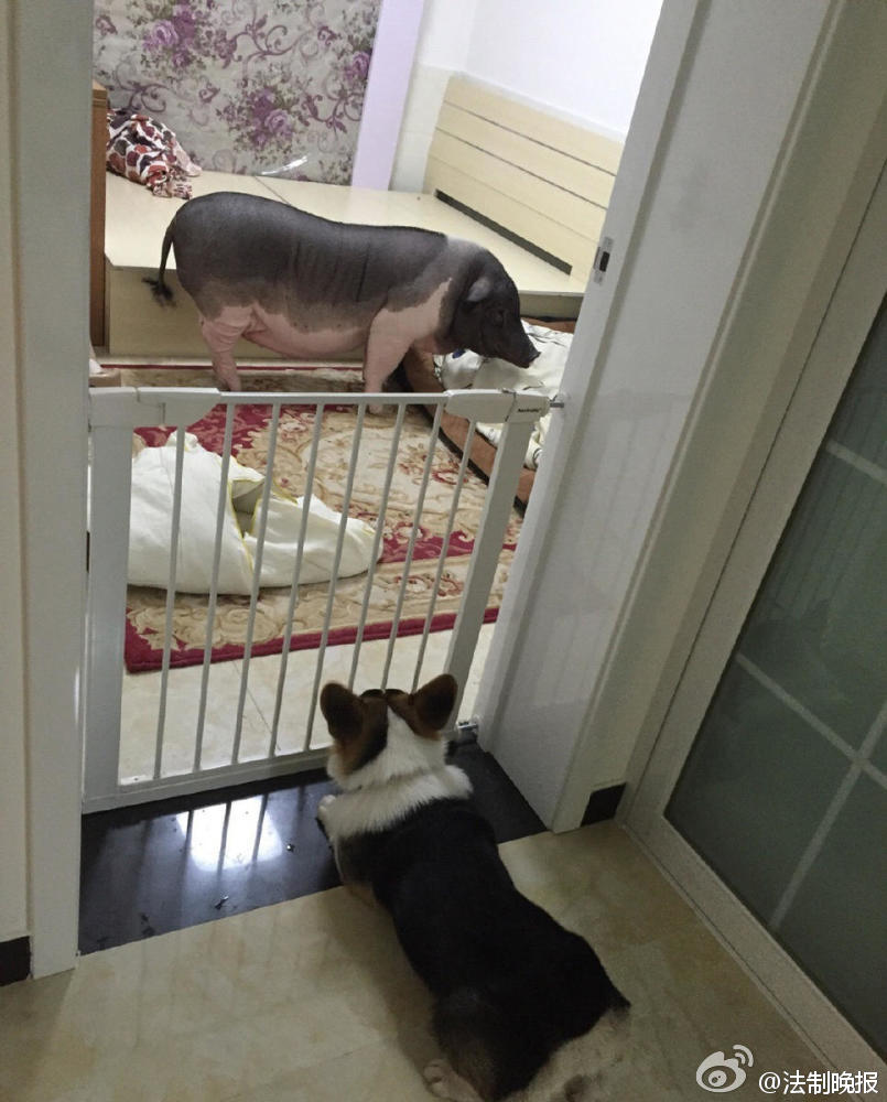 猪图片图片