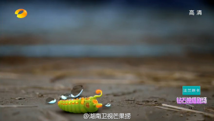电视剧《虎妈猫爸》赵薇剧照图片赵薇发威佟大为求饶图片