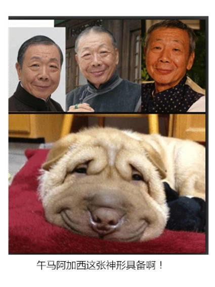 恶搞明显搞笑图片 那些年长得像明星的动物们图集图片