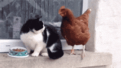 邪恶搞笑gif：没精神了？给你提提神！图片