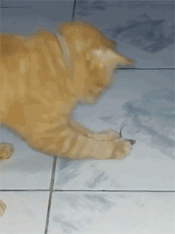 邪恶搞笑gif：没精神了？给你提提神！图片