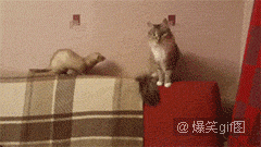 邪恶搞笑gif：没精神了？给你提提神！图片