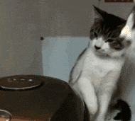 邪恶搞笑gif：没精神了？给你提提神！图片