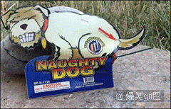 恶搞明显搞笑图片 那些年长得像明星的动物们图集图片