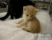 恶搞明显搞笑图片 那些年长得像明星的动物们图集图片