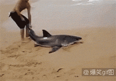 恶搞明显搞笑图片 那些年长得像明星的动物们图集图片