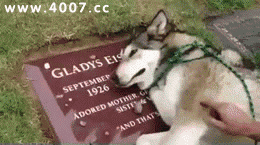 邪恶搞笑gif：没精神了？给你提提神！图片