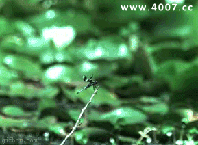 邪恶搞笑gif：没精神了？给你提提神！图片