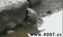 邪恶搞笑gif：没精神了？给你提提神！图片