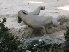 邪恶搞笑gif：没精神了？给你提提神！图片