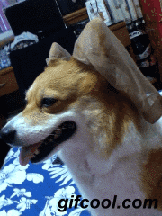 邪恶搞笑gif：没精神了？给你提提神！图片