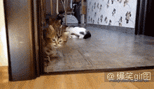 邪恶搞笑gif：没精神了？给你提提神！图片