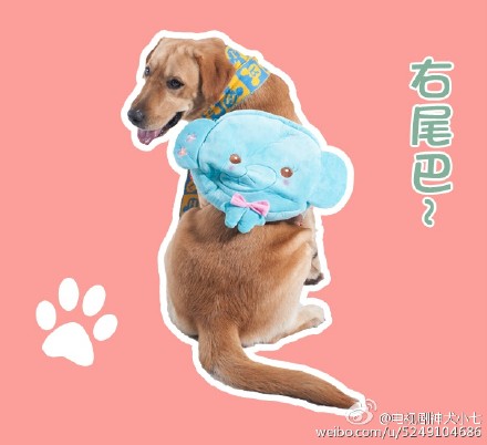 神犬小七帅逼小七版青春修炼手册版高清萌图整理 小七表情包图片