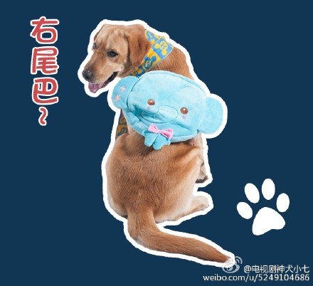 神犬小七帅逼小七版青春修炼手册版高清萌图整理 小七表情包图片