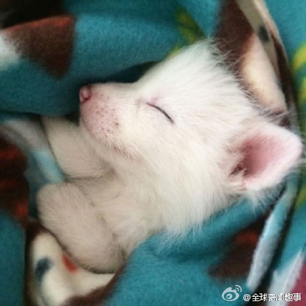 狐图片图片