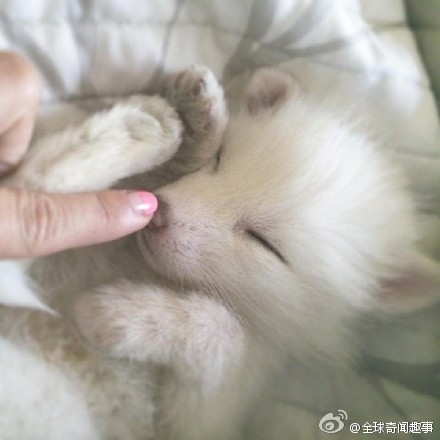 狐图片图片