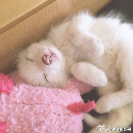 狐图片图片