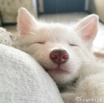 狐图片图片