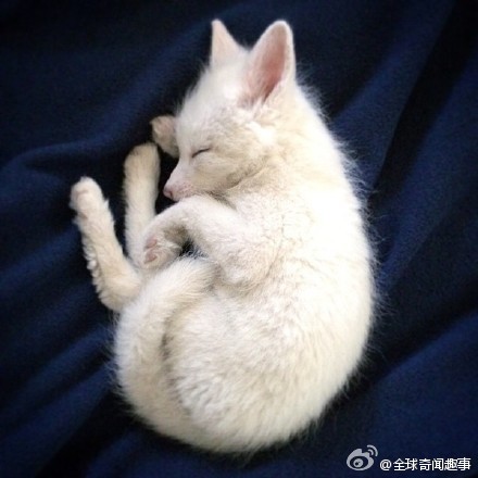 狐图片图片