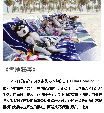 关于狗狗的感人电影有哪些推荐九大感动全球的狗狗电影图片