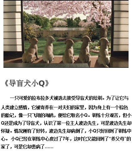 关于狗狗的感人电影有哪些推荐九大感动全球的狗狗电影图片