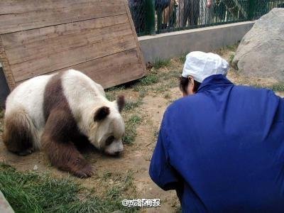 邓紫棋宣传环保 与熊猫约会图片图片