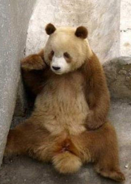 邓紫棋宣传环保 与熊猫约会图片图片